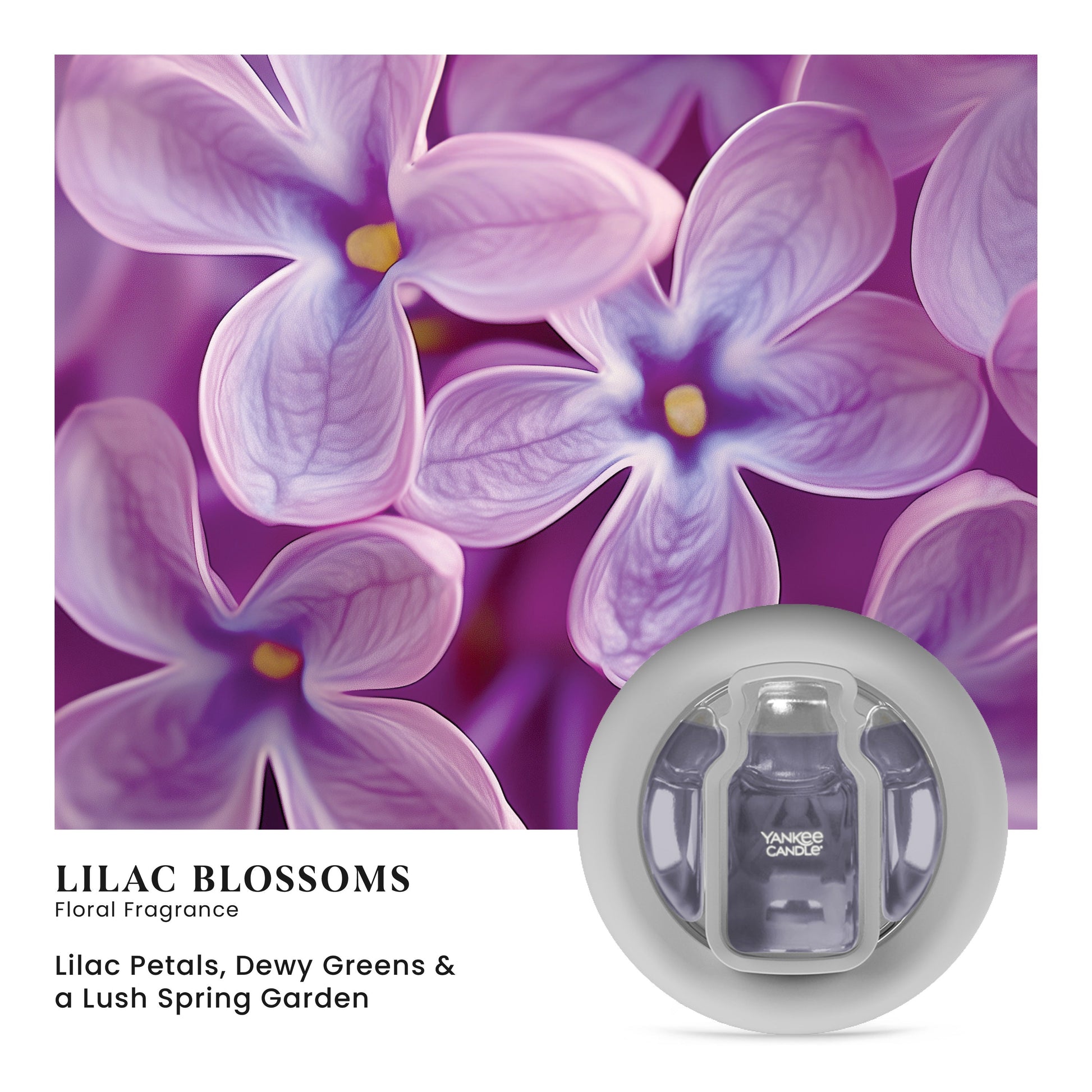 Lilac Blossoms